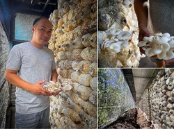 Dulu Kerja di Periklanan, Sekarang Pria Ini Sukses Jadi Petani Jamur