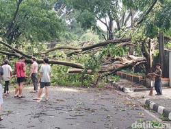 Waspada Pepohonan Tumbang di Jawa Barat!