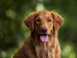Cara Menghentikan Anjing Menggonggong pada Malam Hari dan 7 Penyebabnya