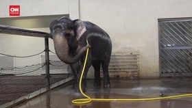 VIDEO: Pintarnya Gajah Asia di Berlin Mandi Gunakan Selang Air