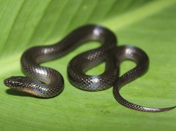 7 Cara Mencegah Anak Ular Kobra Masuk Rumah di Musim Hujan