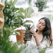 Bukan Sekadar Hiasan, 7 Tanaman Ini Bisa Memberikan Energi Positif dalam Kehidupan