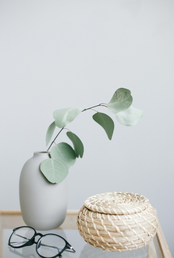 Ilustrasi eucalyptus