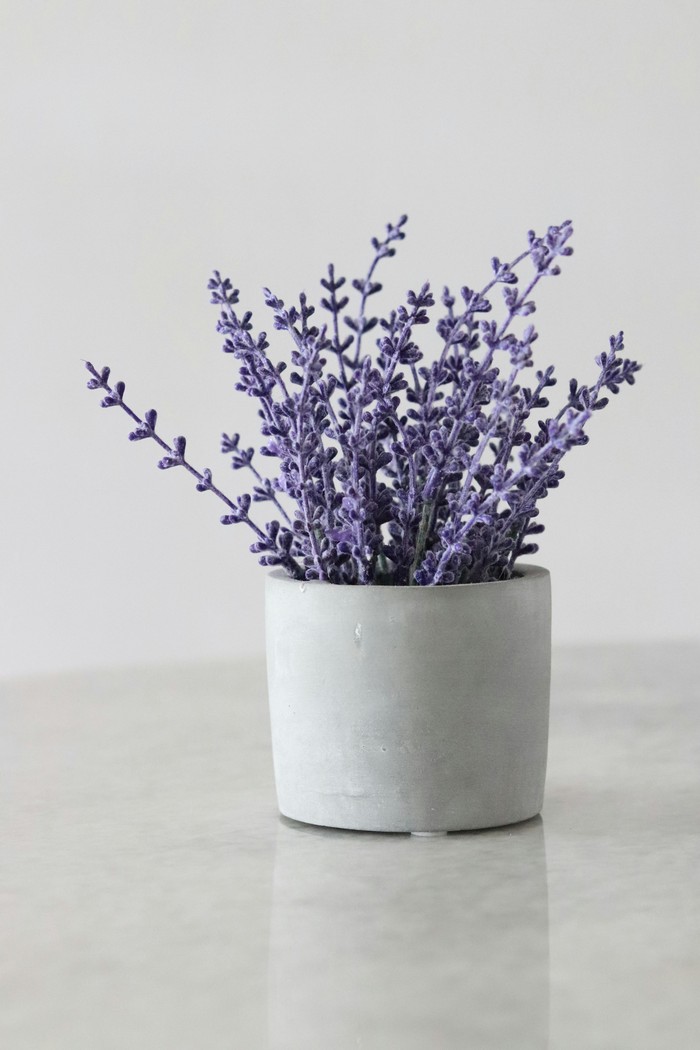 Ilustrasi lavender