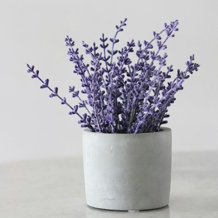 Ilustrasi lavender