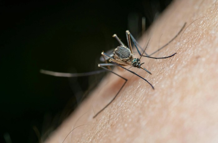 Ilustrasi/Foto: pexels.com/Jimmy Chan