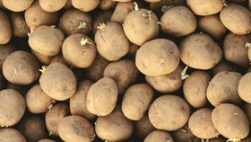 Hati-Hati, Ini Bahaya Makan Kentang yang Sudah Bertunas