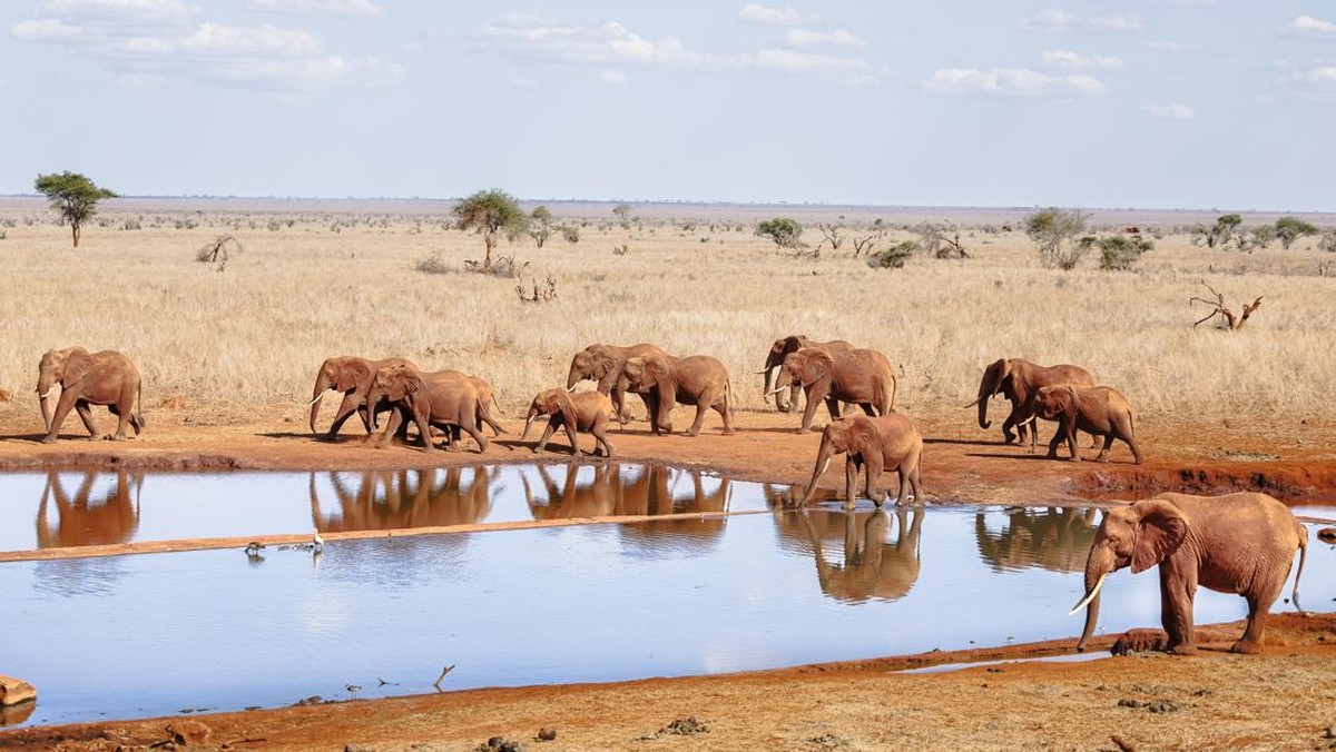 FOTO: Lebah Jadi 'Juru Damai' Antara Gajah dan Manusia di Kenya