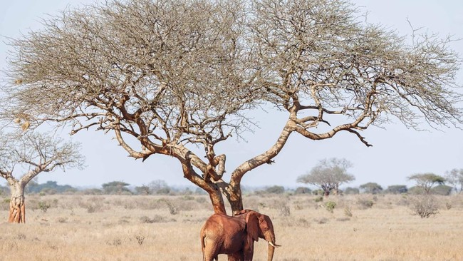 FOTO: Lebah Jadi 'Juru Damai' Antara Gajah dan Manusia di Kenya