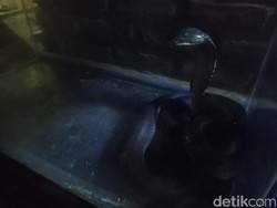 Teror King Kobra di Sumedang, Sehari Ditemukan 3 Ekor