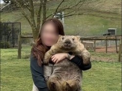 Turis Peluk Wombat, Warlok Meradang