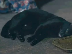 Pecinta Kucing Ngamuk! Drama Thailand Bius Kucing Demi Adegan yang Lebih Nyata