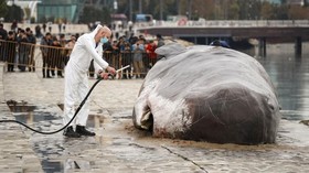 FOTO: Penampakan 'Paus Sperma' Terdampar di Arena COP29