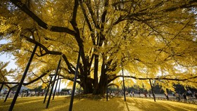 FOTO: Pesona Pohon Ginkgo 1.000 Tahun di Korsel Kala Musim Gugur