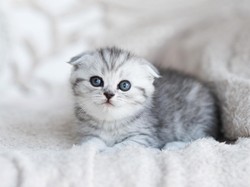 Apa Bedanya Kitten, Cat, dan Feline? Ini Jawabannya