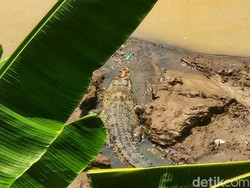 Sudah 6 Bulan Buaya Mondar-mandir di Sungai Cimandiri Sukabumi