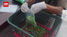 VIDEO: Aroma Petai Pati Ternyata Digemari di Jepang