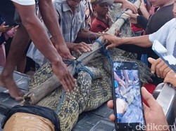 Warga Tangkap Buaya 6 Meter yang Kerap Muncul di Pantai Ekas Lombok Timur