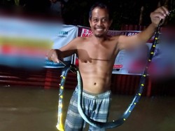 Ular-ular Bermunculan di Tengah Banjir Lubuklinggau