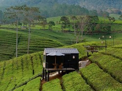 Bobobox Buka Suara Soal Penyegelan Bobocabin di Puncak Bogor