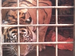 Video Penampakan Harimau yang Diduga Tewaskan Warga di Lampung Barat