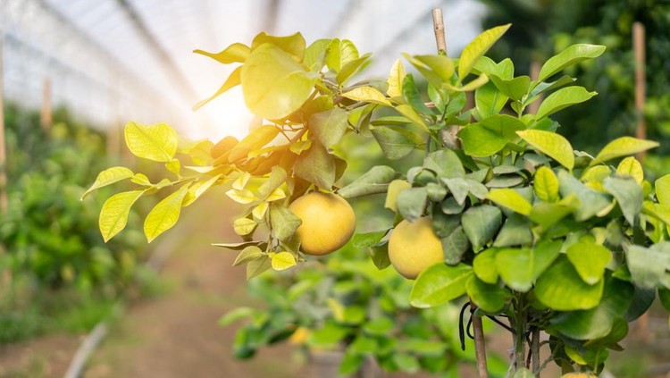 Ilustrasi tanaman lemon