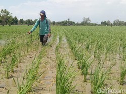 Kata Petani Indramayu soal Distribusi Langsung Pupuk Bersubsidi