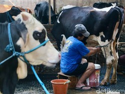 Peternak Masih Susah Dapat Modal buat Impor Sapi Perah