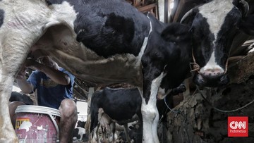 Kemendag Pertimbangkan Ulang Bea Masuk Susu Impor Setelah Protes Peternak Menggema