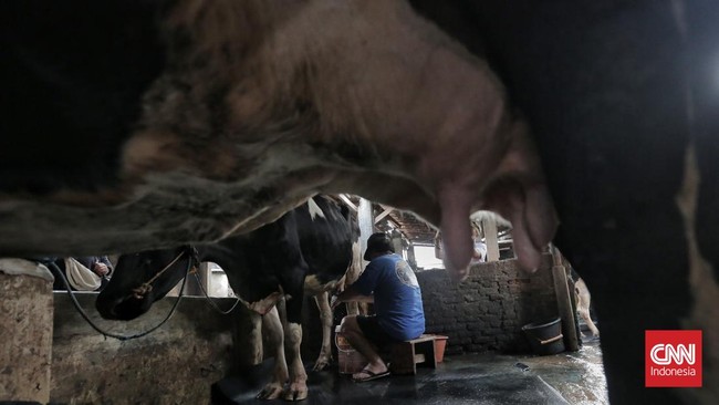 Menteri Koperasi (Menkop) Budi Arie Setiadi memaparkan 7 tantangan dalam penguatan produksi susu sapi melalui koperasi di Indonesia.
