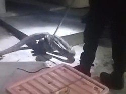 Malam-malam Ular Sanca 2,5 Meter Berkeliaran di Teras Rumah Warga Sleman