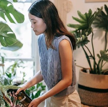 Memasuki Musim Hujan, Ini 6 Cara Merawat Tanaman agar Tidak Busuk dan Berjamur