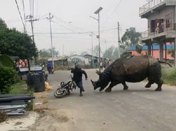 Ngeri Banget! Viral Badak Liar Ngamuk Kejar Warga di Jalanan Nepal
