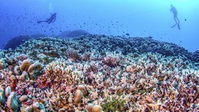 FOTO: Potret Karang Terbesar di Dunia Dekat Kepulauan Solomon