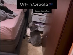 Pasutri di Australia Terkejut Koala Menyusup dalam Rumah, Lagi Nyantai di Kamar
