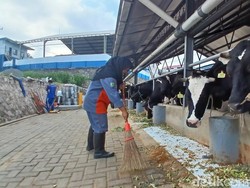 Suara Peternak Pasuruan di Tengah Hiruk Pikuk Viral Aksi Buang Susu