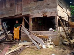 Kawanan Gajah Rusak 15 Rumah Warga di Lampung