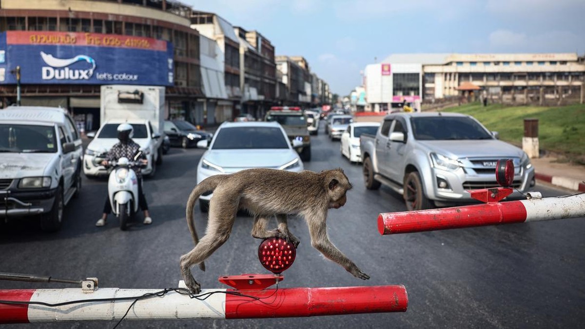 FOTO: Akhir Cerita Teror Ribuan Monyet di Thailand