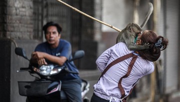 Serbuan Monyet Thailand: Kisah Akhirnya Bikin Merinding! Serbuan Monyet Thailand: Kisah Akhirnya Bikin Merinding!