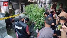 VIDEO: Polisi Tangkap Paman-Ponakan Tanam Ganja di Rumah