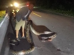 Warga Bolsel Sulut Tangkap-Bunuh Ular Piton 7 Meter Ditemukan di Jalan