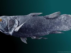 Australia Simpan Fosil Ikan Raksasa 380 Juta Tahun Terkait Indonesia