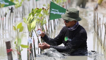 Telkomsel Tanam 10.600 Mangrove Hasil Donasi Poin Pelanggan