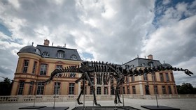 Lelang Rangka Dinosaurus 150 Juta Tahun Terjual Rp100 Miliar