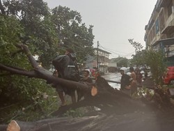 Pohon Tumbang Akibat Hujan Deras di 10 Titik Makassar, 2 Rumah Tertimpa