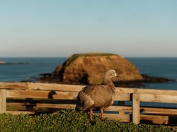 Ingin Liburan di Melbourne? Ini 5 Alasan Wajib Kunjungi Phillip Island
