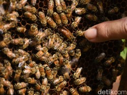 Kabar Baik! Racun Lebah Madu Tawarkan Harapan Baru untuk Pengobatan Kanker