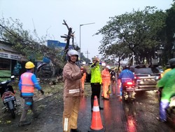 Pohon Tumbang saat Hujan Deras di Joglo Jakbar, Lalin Sempat Macet