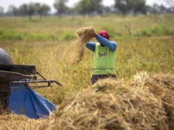 Digadang-gadang Swasembada, Produksi Beras RI 2025 Diramal 34 Juta Ton