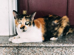 Kucing Belang 3 Warna Membawa Hoki? Ini Sederet Fakta Menarik si Calico